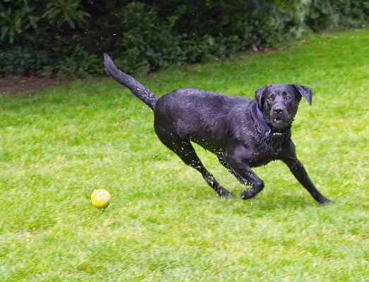 I got it
Trefwoorden: Buddy Dog Dogs Labrador Tongue