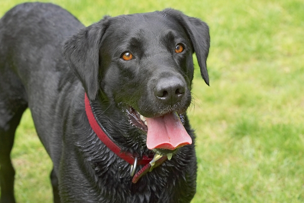 OK, I'm ready
Palabras clave: Dog Dogs Harvey Labrador Tongue
