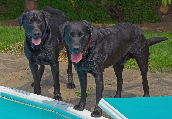 Butter wouldn't melt.............
Keywords: Buddy Dog Dogs Harvey Labrador Tongue