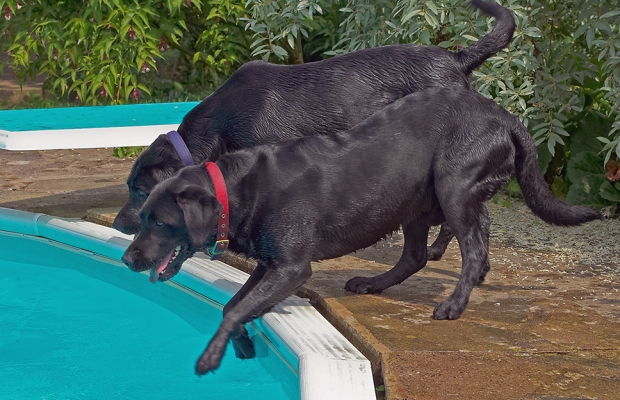 Why DO the balls keep going in here?!
Ključne besede: Buddy Dog Dogs Harvey Labrador Tongue