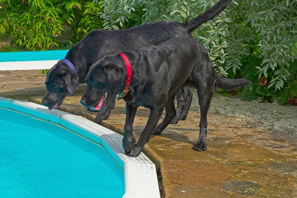 C'mon, we've been here before..........
Palabras clave: Buddy Dog Dogs Harvey Labrador Tongue