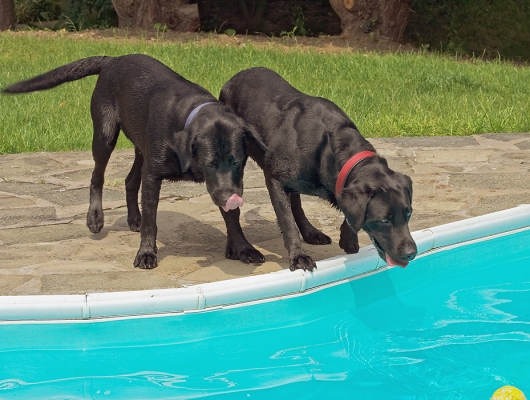 ....... what did we do last time
Keywords: Buddy Dog Dogs Harvey Labrador Tongue