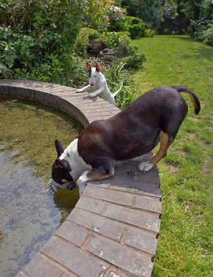 How d'ya do that?
Anahtar kelimeler: Dog Dogs English Bull Terrier Mana Tapa Terriers