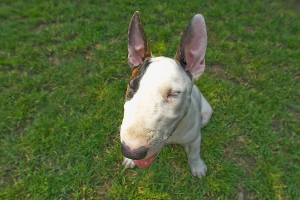 Hey, how did my ears get so big?
Anahtar kelimeler: Dog Dogs English Bull Terrier Mana Terriers Tongue