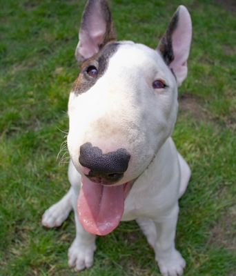 Don't I look cute
Keywords: Dog Dogs English Bull Terrier Mana Terriers Tongue