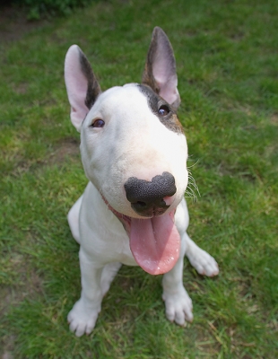 I'm such a happy chappie
Palabras clave: Dog Dogs English Bull Terrier Mana Terriers Tongue