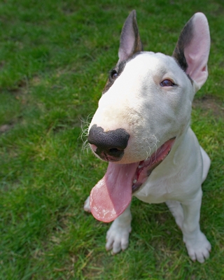 Look, my tongue is the same size as my ears
Palabras clave: Dog Dogs English Bull Terrier Mana Terriers Tongue