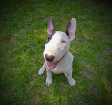 Look how good I'm being
Schlüsselwörter: Dog Dogs English Bull Terrier Mana Terriers Tongue