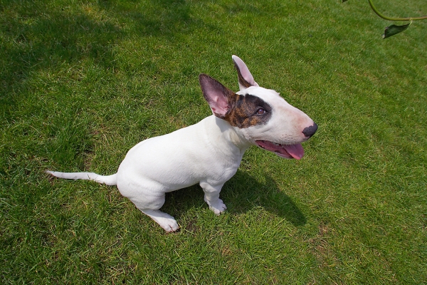 This IS sitting
Anahtar kelimeler: Dog Dogs English Bull Terrier Mana Terriers Tongue