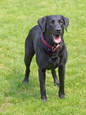 You gonna throw that ball or what.........
Palabras clave: Dog Dogs Harvey Labrador