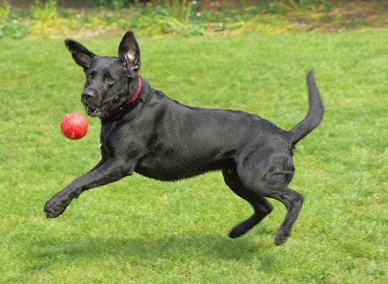 ........... 'bout time
Λέξεις-κλειδιά: Dog Dogs Harvey Labrador
