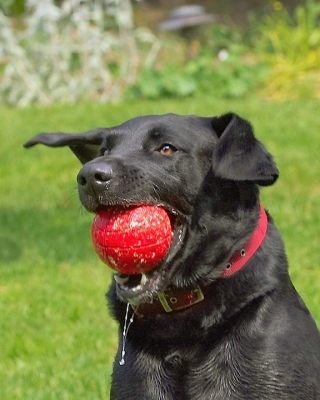 ............. hey, what a catch
Avainsanat: Dog Dogs Harvey Labrador