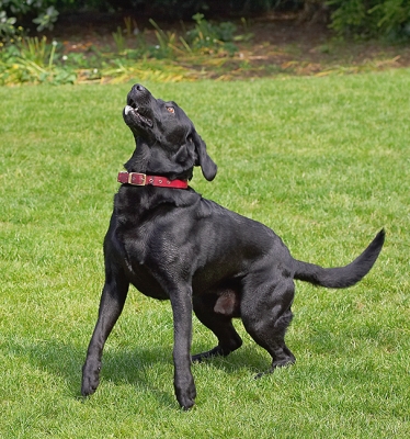 I'm ready .............
Ключевые слова: Dog Dogs Harvey Labrador