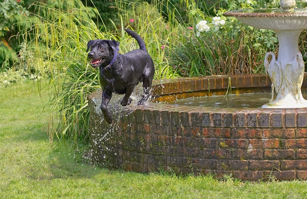 I gotta cool off somehow
Anahtar kelimeler: Buddy Dog Dogs Labrador
