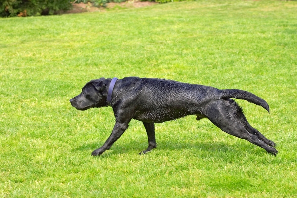 Streeeeeeeeeeeeeeetch
Ключевые слова: Buddy Dog Dogs Labrador Tongue