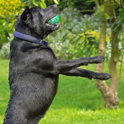 Got it ..........
Schlüsselwörter: Buddy Dog Dogs Labrador Tongue