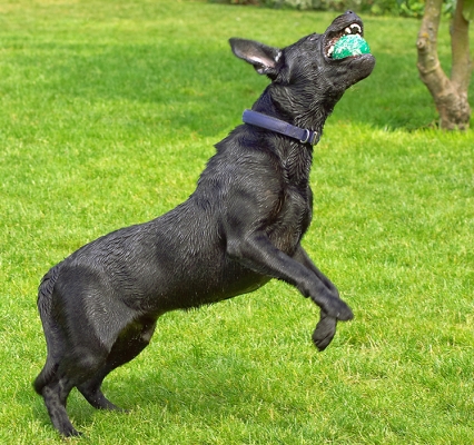 .............. and again .............
Ключові слова: Buddy Dog Dogs Labrador Tongue