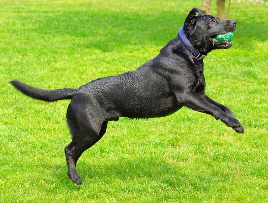 ............... and again!
Ключевые слова: Buddy Dog Dogs Labrador Tongue