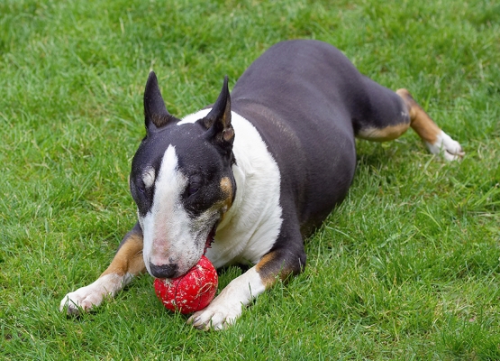 I prefer the less strenuous approach
Schlüsselwörter: Dog Dogs English Bull Terrier Tapa Terriers