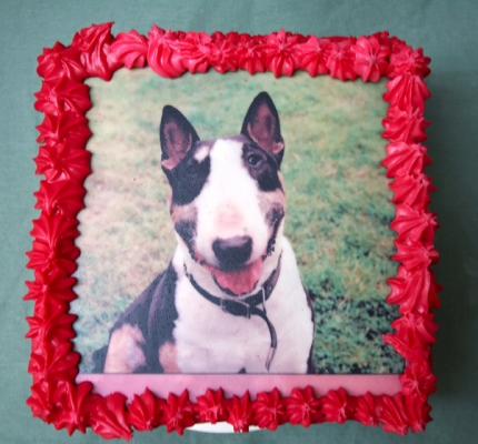 I'm 10!
Keywords: Birthday Cake Dog Dogs English bull terrier Tapa Terriers Tongue