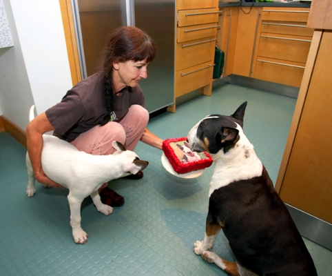 Is that for me?
Keywords: Birthday Cake Dog Dogs English bull terrier Mana Marjorie Tapa Terriers