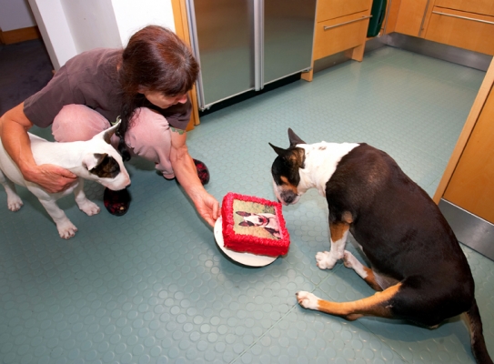 Is this for me to eat?..........
Klíčová slova: Birthday Cake Dog Dogs English bull terrier Marjorie Tapa Terriers