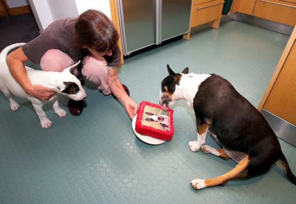 ........... well, I'll get stuck in
Keywords: Birthday Cake Dog Dogs English bull terrier Marjorie Tapa Terriers Tongue