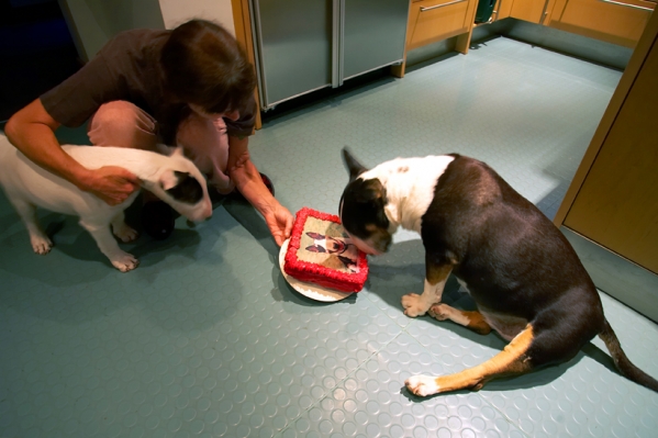 I just can't get over the likeness!
Keywords: Birthday Cake Dog Dogs English bull terrier Marjorie Tapa Terriers