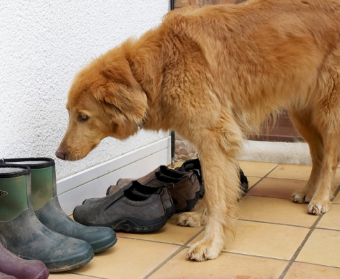 These smell interesting
Ключевые слова: Dog Dogs Hovawart Lisa