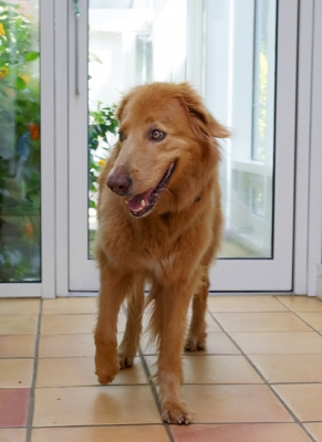 I like this space
Palabras clave: Dog Dogs Hovawart Lisa