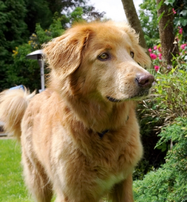Jus' surveying the territory
Anahtar kelimeler: Dog Dogs Hovawart Lisa