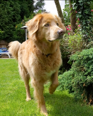 It looks kinda interesting over there
Ključne besede: Dog Dogs Hovawart Lisa