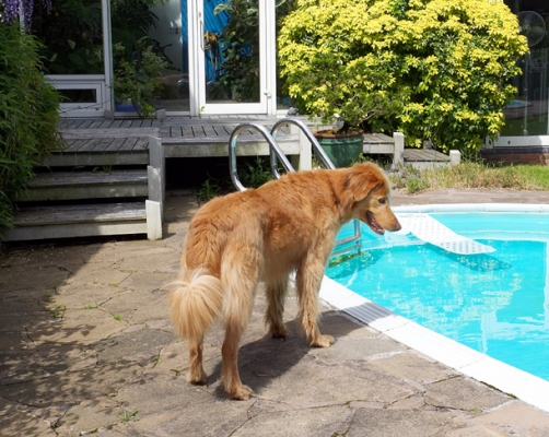 Wow, that's a big watering hole
Keywords: Dog Dogs Hovawart Lisa Pool Swimming
