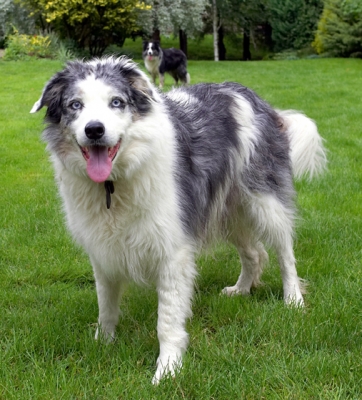 ....... go on, I can out-stare you
Keywords: Border Collie Collies Dog Dogs Joseph Tongue
