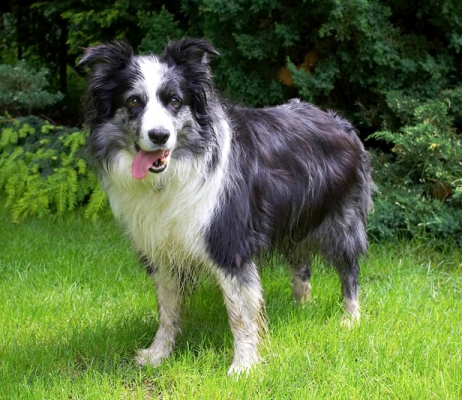 ............. now
Λέξεις-κλειδιά: Border Collie Collies Dog Dogs Polly Tongue