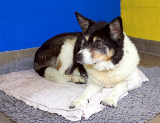I'm so comfy here
Słowa kluczowe: Border Collie Collies Dog Dogs Tessa