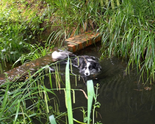 Well, I just thought I'd go for a dip
Anahtar kelimeler: Border Collie Collies Dog Dogs Polly Swimming