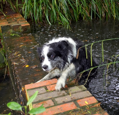 Hmmm, but how do I get out.....
Mots-clés: Border Collie Collies Dog Dogs Polly