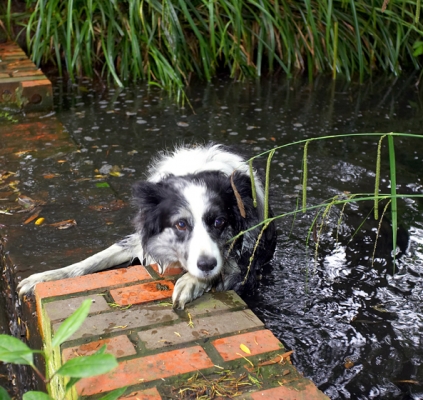 ......... you gonna help or what
Palabras clave: Border Collie Collies Dog Dogs Polly