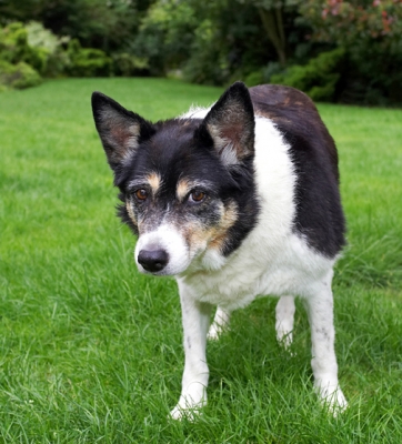 ........... I said, might
Ключові слова: Border Collie Collies Dog Dogs Tessa