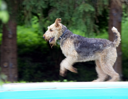 Time for a romp .........
Palabras clave: Aredale terrier Dog Dogs Ralf Terriers