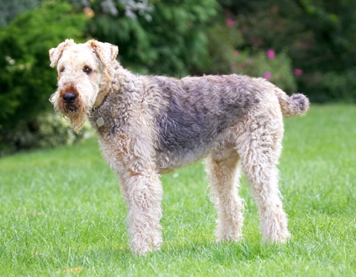 ......... and now a breather
Palabras clave: Aredale terrier Dog Dogs Ralf Terriers