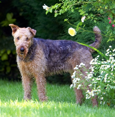 Jus' checking things out
Λέξεις-κλειδιά: Aredale terrier Dog Dogs Molly Terriers