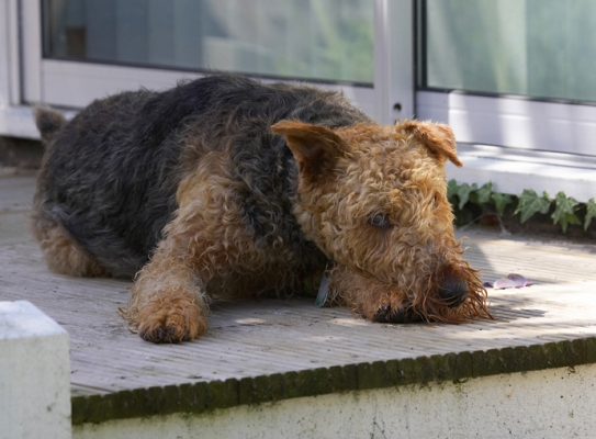 It's a dog's life
Avainsanat: Airedale terrier Dog Dogs Molly Terriers
