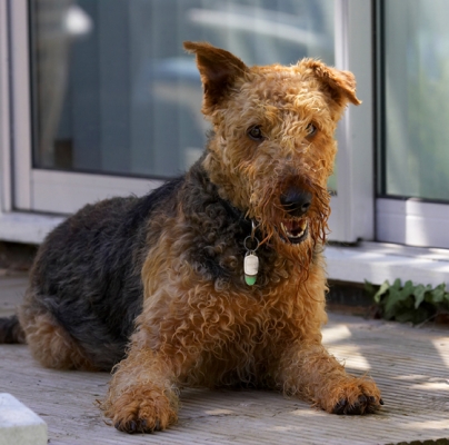 Well, that perked me up
Anahtar kelimeler: Airedale terrier Dog Dogs Molly Terriers