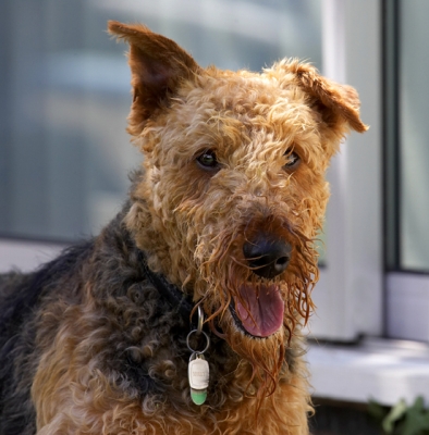 I'm just such a happy bunny
Słowa kluczowe: Airedale terrier Dog Dogs Molly Terriers Tongue