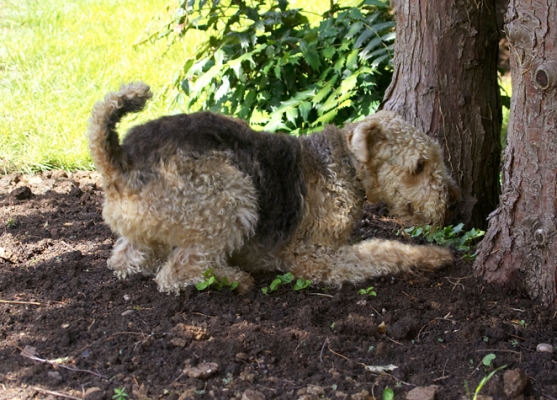 I know that squirrel is in here somewhere
Palabras clave: Aredale terrier Dog Dogs Ralf Terriers