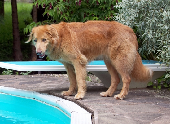 I'm still not going in for a dip
Klíčová slova: Dog Dogs Hovawart Lisa