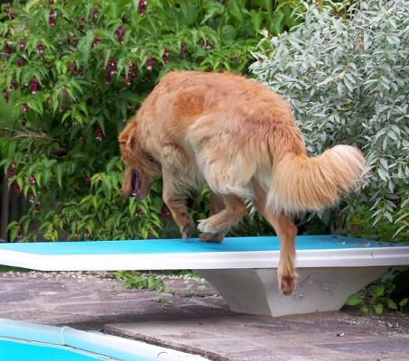 I'm off ..........
Anahtar kelimeler: Dog Dogs Hovawart Lisa