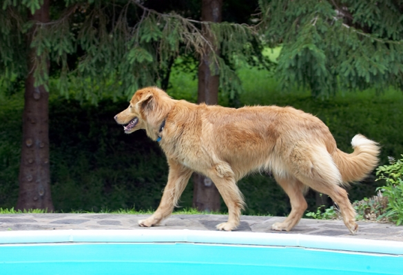 ........ it looks more interesting round this side
Anahtar kelimeler: Dog Dogs Hovawart Lisa